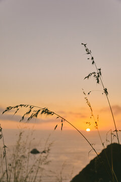 Blade of grass against misty sunset over cliffs of Pacific Ocean in Baja, Mexico.