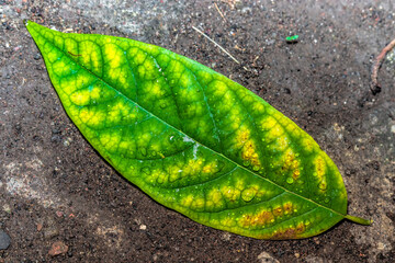 green leaf on the ground