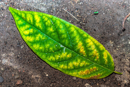 green leaf on the ground