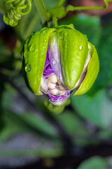 Jumbo passion fruit or erbis flower buds that are about to bloom
