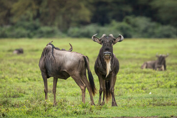 Naklejka na ściany i meble Wildebeest in green plains of Ngorongoro Crater in Tanzania
