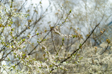 spring branches