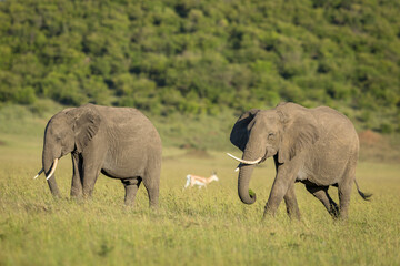 Fototapeta na wymiar Two adult elephants walking in green plains of Okavango Delta in Botswana
