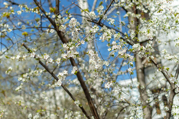 Obraz premium spring branches