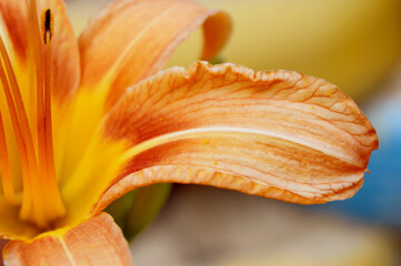 Fototapeta na wymiar Exotic flower on dark green tropical foliage nature background. Orange lily flower. 