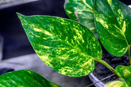 green leaf with water drops