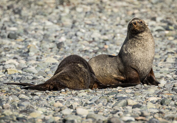 Fur seals (Arctocephalinae), Antarctica