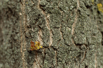 bark of a tree
