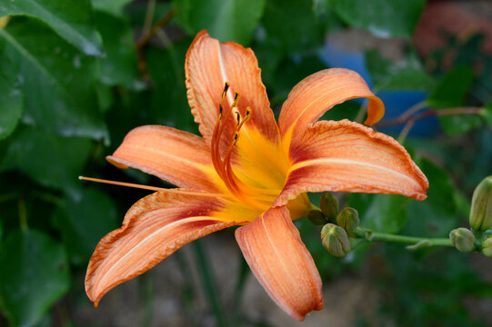 Exotic flower on dark green tropical foliage nature background. Orange lily flower. 