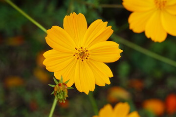 コスモス