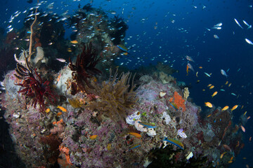 Fototapeta na wymiar A school of fish on the reef