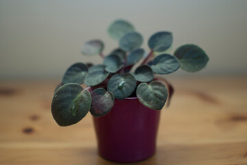 plant in a glass