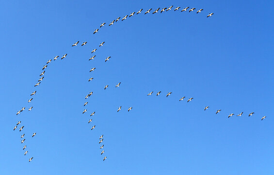 Flight of Barnacle geese (Branta leucopsis)