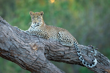 Horizontal portrait of a leopard lying down in a tree in Khwai River in Botswana