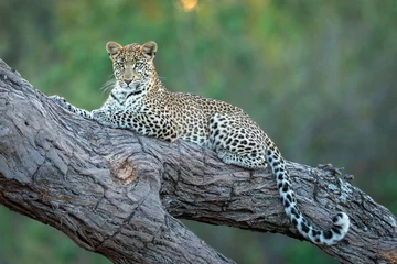 Foto op Plexiglas Horizontaal portret van een luipaard liggend in een boom in de Khwai-rivier in Botswana © stuporter