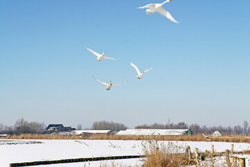 Mute swans flying over a frozen world in the Netherlands.