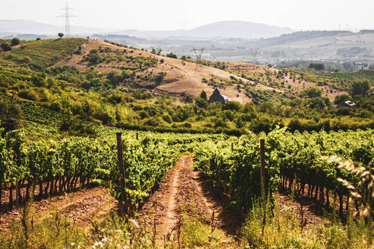 vineyards in rows in the field against blue sky