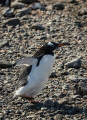 Gentoo penguin (Pygoscelis papua), Antarctica