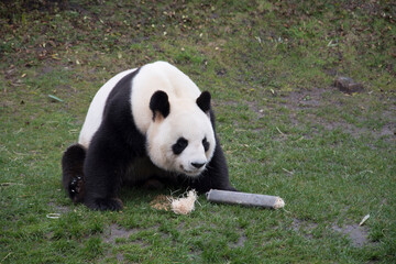 giant panda