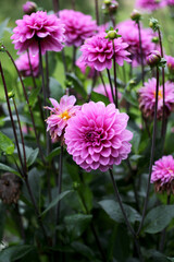 Fototapeta premium pink dahlias flowers close up