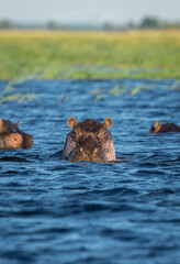 Fototapeta premium Vertical portrait of an adult hippo in Chobe River in Botswana