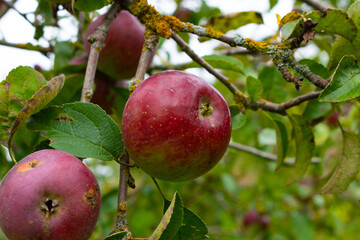 Several bright red apples on a branch