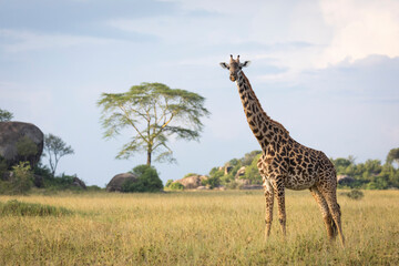 Horizontal portrait of an adult female giraffe standing in Serengeti National Park in Tanzania - obrazy, fototapety, plakaty