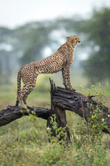 Vertical portrait of an adult cheetah standing on dead tree branch in the rain in Ndutu in Tanzania