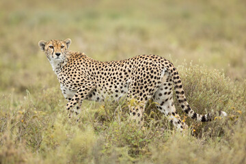 Horizontal portrait of an adult cheetah in Ndutu in Tanzania