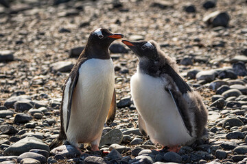 Naklejka premium Mother gentoo penguin and her young (Pygoscelis papua), Antarctica