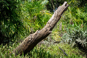 Obraz premium amazon, deep, long, brown, jungle, oxygen, foliage, bark, hardwood, damage, summer, trees, grass, tree, oak, old, object, local, field, ecosystem, ecology, environment, earth, stump, rainforest, plant