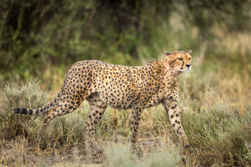 Horizontal portait of an adult cheetah walking wet in the rain in Ndutu in Tanzania