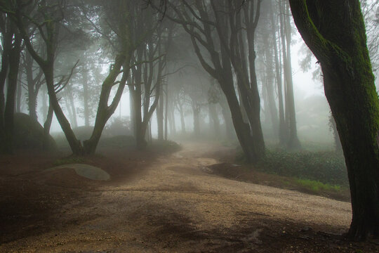 Path in a wood covered with mist.
