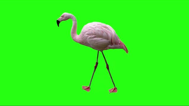 pink flamingo bird walking green screen video