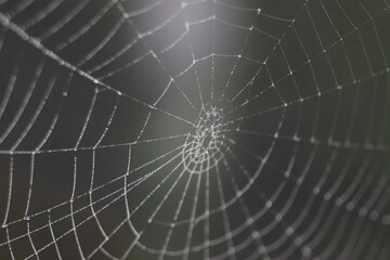 poranna rosa na pajęczynie