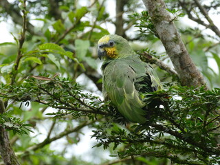 Die Venezuela-Amazone (Amazona amazonica) ist die häufigste Art aus der Gattung Amazona. Sie kommt im nördlichen und zentralen Südamerika vor, hier Ecuador.