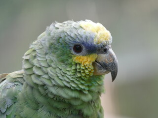 Die Venezuela-Amazone (Amazona amazonica) ist die häufigste Art aus der Gattung Amazona. Sie kommt im nördlichen und zentralen Südamerika vor, hier Ecuador.