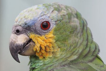 Die Venezuela-Amazone (Amazona amazonica) ist die häufigste Art aus der Gattung Amazona. Sie kommt...