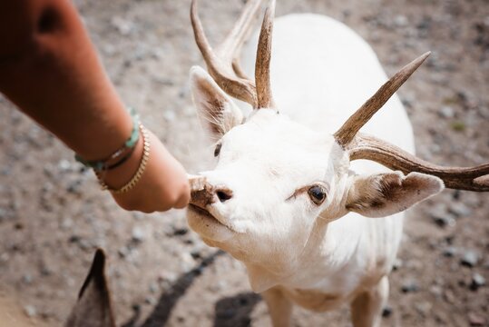 rare white reindeer being fed at a zoo in Sweden