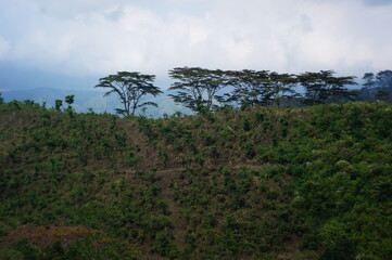 Plateau with a few trees under the foot of the mountain and was once a wilderness