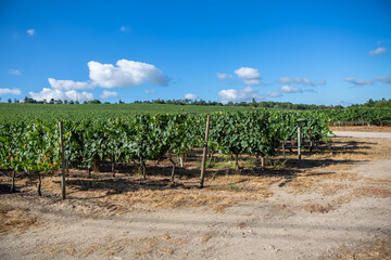 Fototapeta na wymiar View of a farm, agricultural fields with vineyards, typically Mediterranean