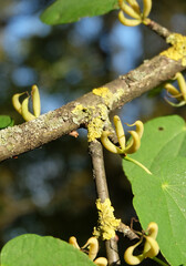 Branches with leaves and fruits of the katsura tree or redbud (Cercidiphyllum japonicum), close-up, selective focus, vertical orientation. 