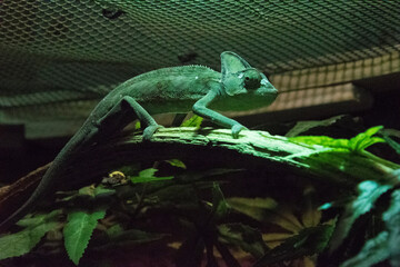 green lizard on a branch