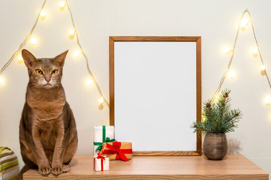 Christmas poster frame mock up. Abyssinian cat sitting green fir branches red paper gift boxes lights garland. Wooden empty frame white background. Home new year decor concept copy space mockup banner
