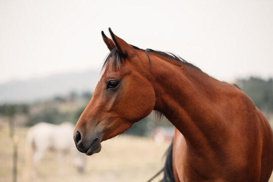 Arabian horse standing against sky