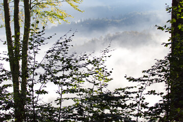 Cansiglio forest with fog in the background