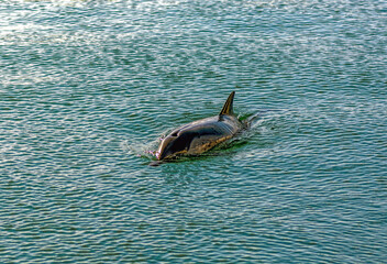 dolphin in the water surface