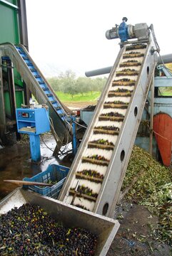 Olives loaded on press hopper and then on conveyor belt outside of olive oil mill in the outskirts of Tyrnavos town in Thessaly region, Greece, December 1 2010.