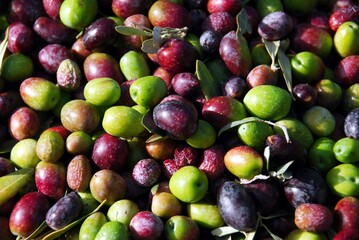 Harvested olives near Agiokampos town in Thessaly region, Greece.