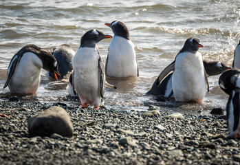 Gentoo penguins (Pygoscelis papua), Antarctica